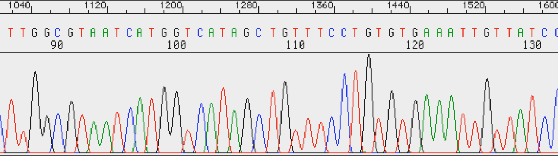 Sequenziamento del DNA Tecnica che ci permette di