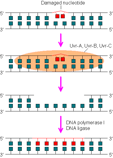 DNA repair by