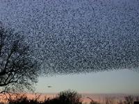 Altre specie avicole problematiche Lo Storno Sturnus vulgaris