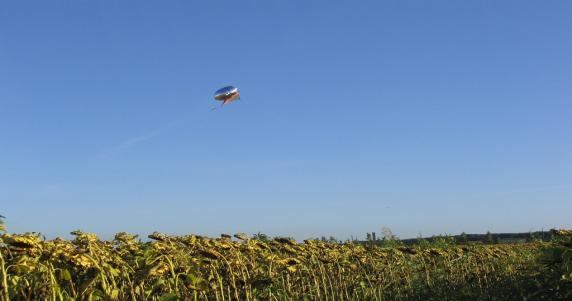 % danno Andamento dei danni da avifauna su girasole in maturazione 12,00 10,00 8,00 6,00