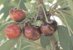 Starking Hardy Giant Punti forti: precoce messa a frutto, produttività medio-elevata e costante. Albero con vigoria ridotta. Punti deboli: pezzatura e sapore acidulo dei frutti.