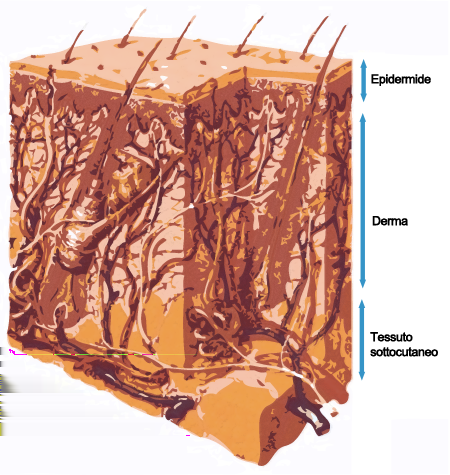 Anatomia della cute - Epidemide Lepidermide rappresenta lo strato esterno della cute, e' sottile e avascolare e si rigenera normalmente ogni 4-6 settimane.