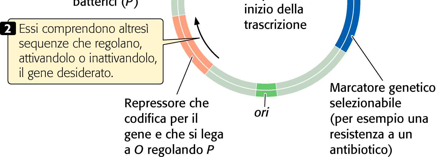 Vettori di espressione Il gene esogeno può essere trascritto e