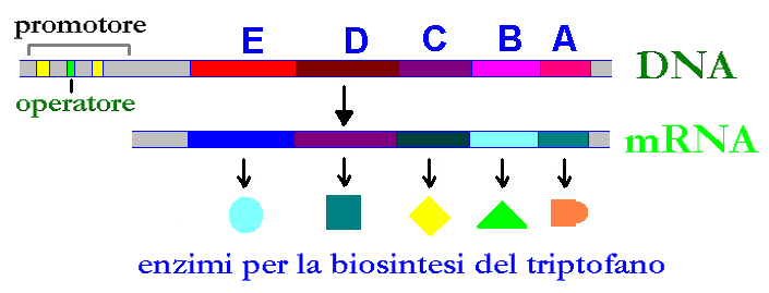 Operon del Triptofano Il battere trascrive e traduce l operon del triptofano soltanto quando questo amminoacido non è disponibile in quantità adeguata.