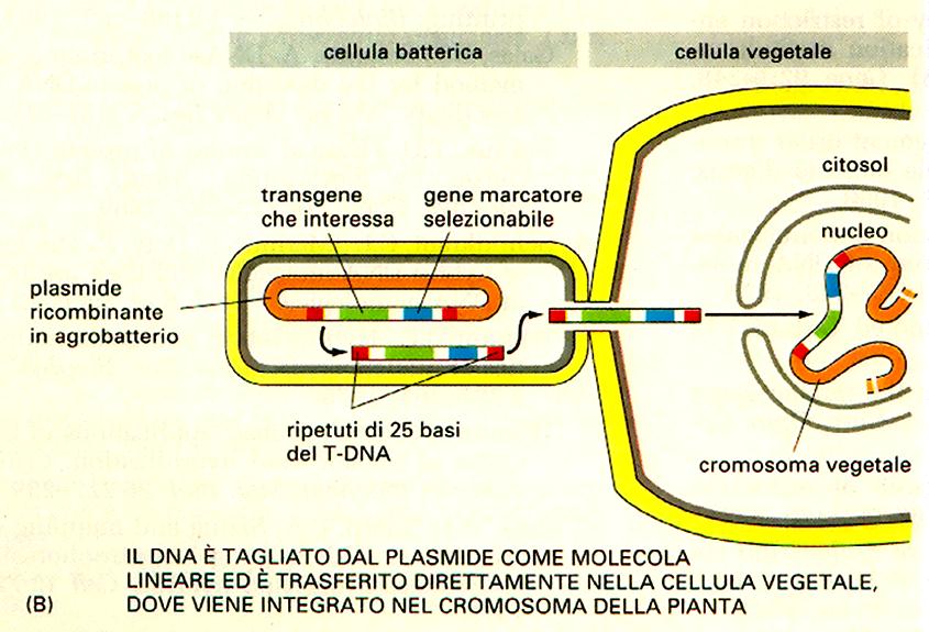 Agrobacterium