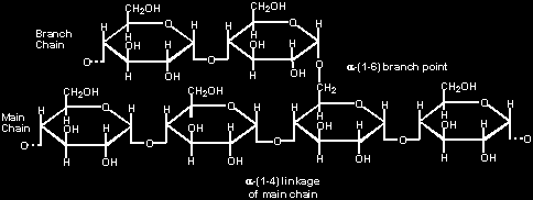 POLISACCARIDI Formati dall unione di molte molecole di zuccheri semplici, contrariamente ai mono e disaccaridi non