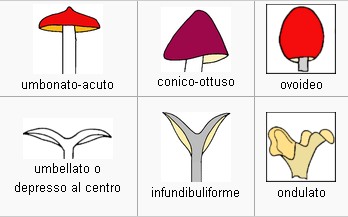 Ai fini del riconoscimento, occorre rilevare la forma del margine del cappello ed eventuali sue ornamentazioni. Anche le lacerazioni del margine assumono una certa importanza.