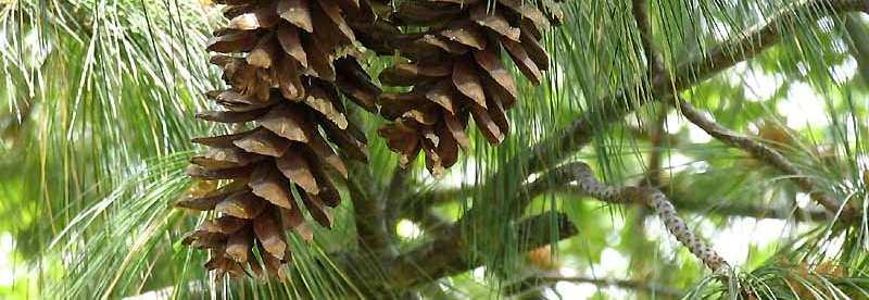 eretti Pinus wallichiana pino himalayano specie molto ornamentale