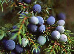 Ginepro Juniperus: specie sia arbustive che arboree, con foglie spinose o