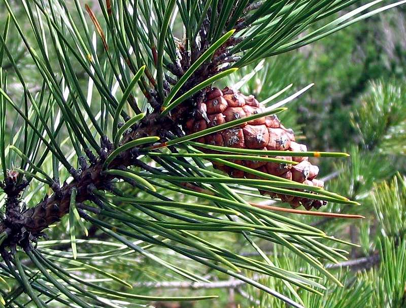 Pinus sylvestris pino silvestre E il tipico pino di montagna.
