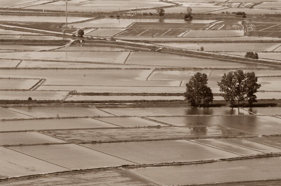 Il Registro VALORE AGRONOMICO Una varietà ha un valore agronomico se l insieme delle sue qualità, costituisce, rispetto alle altre varietà iscritte al Registro UN NETTO MIGLIORAMENTO per la