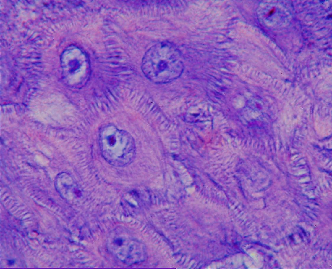 CITOSCHELETRO Caratteristica degli epiteli: mutua adesività fra le singole cellule.