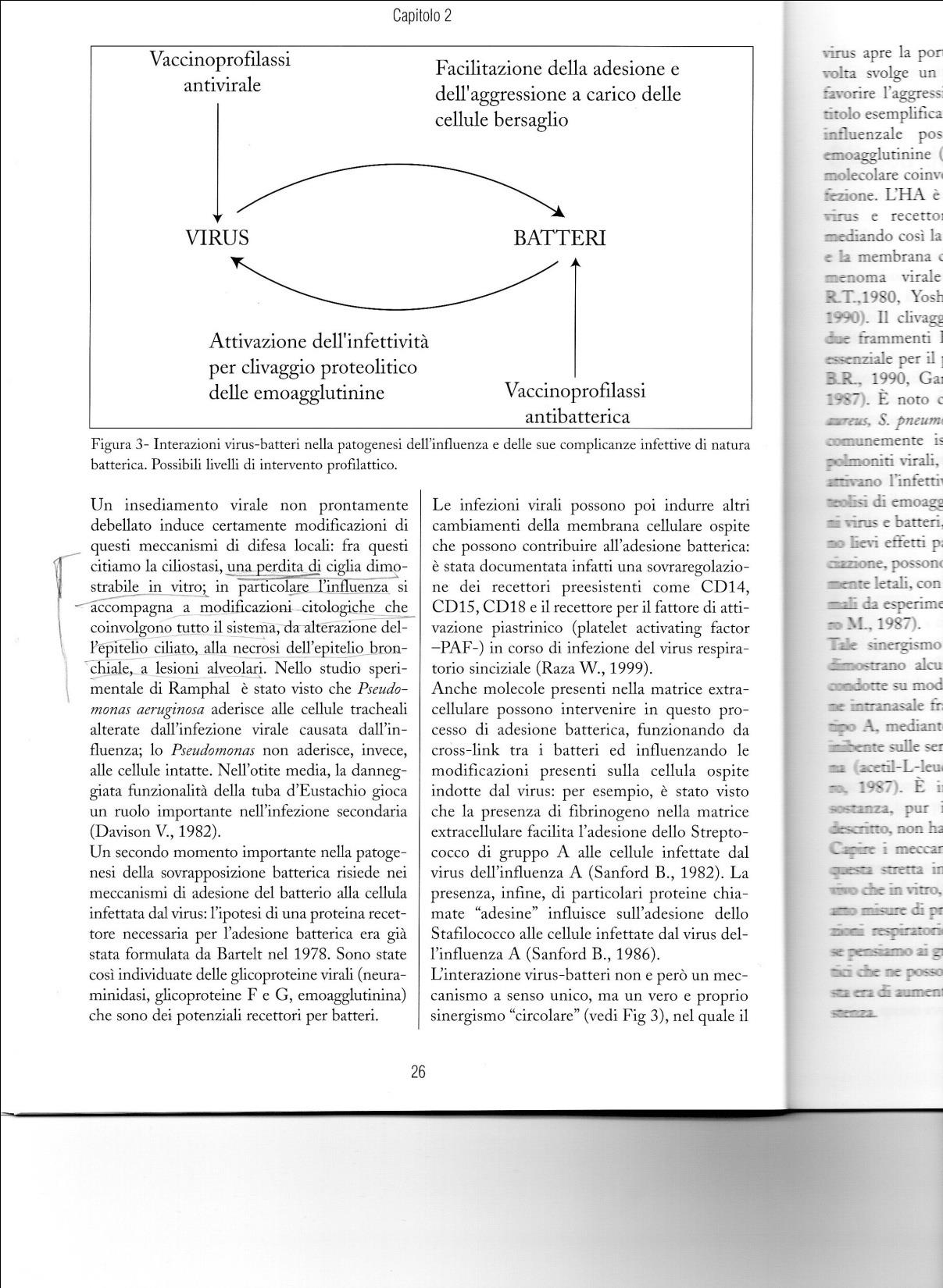 Interazioni virus-batteri nella patogenesi dell influenza e delle sue complicanze