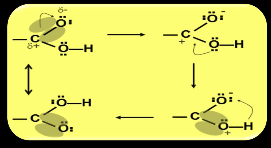 Acidi carbossilici Proprietà chimiche del gruppo carbossilico Possono essere dedotte dal profilo di distribuzione della carica elettronica accumulo di carica negativa O relativamente basico Carbonio