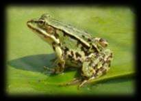 Raganella italiana (Hyla intermedia) Specie d interesse gestionale La raganella italiana è una specie arboricola per lo più planiziale e tipica di ambienti aperti e soleggiati con presenza di alberi