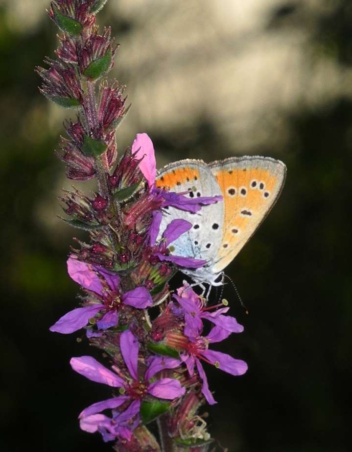 FARFALLE 32 Lycaena dispar su salcerella (Lythrum salicaria),