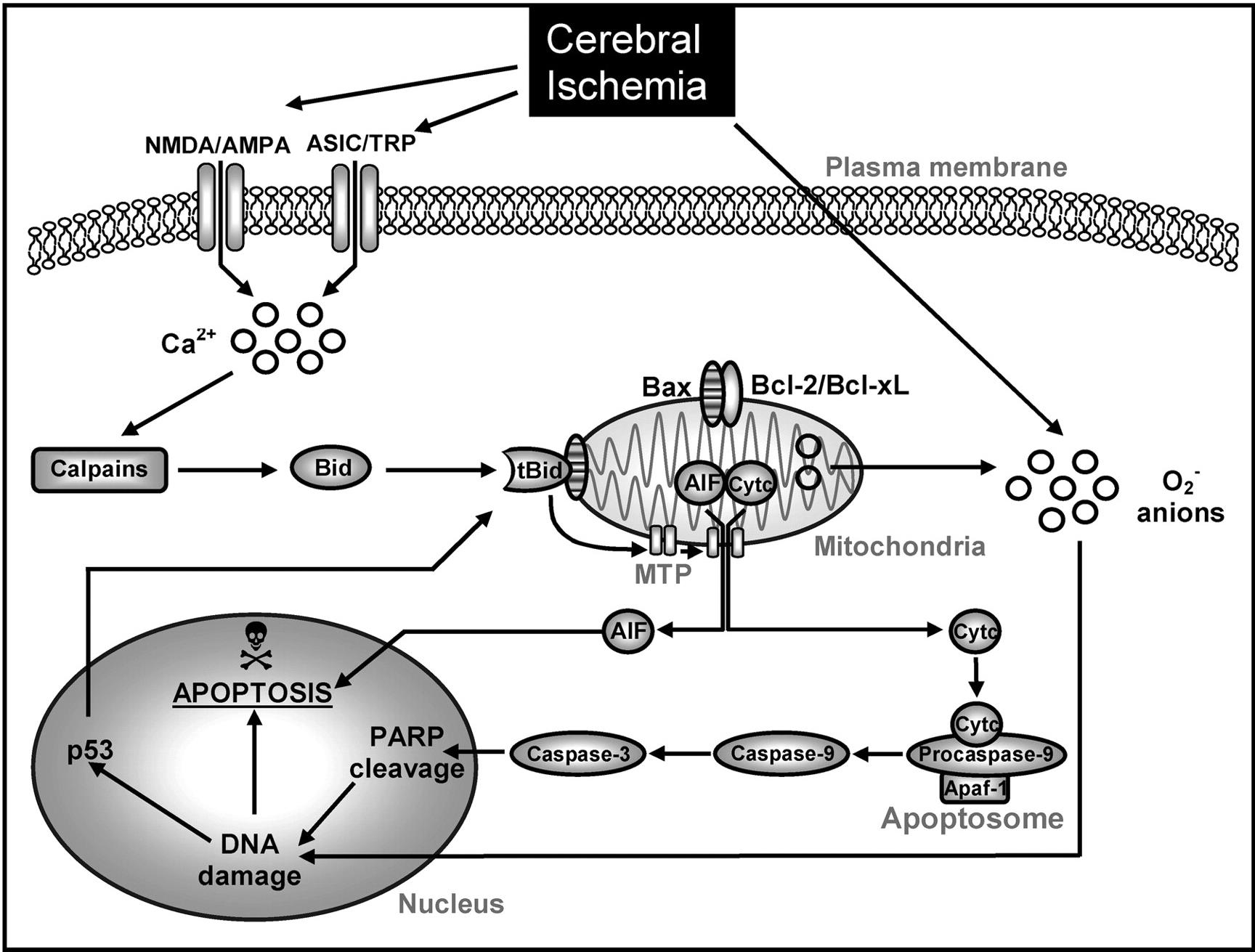 Cerebral Ischemia Brad R.S.