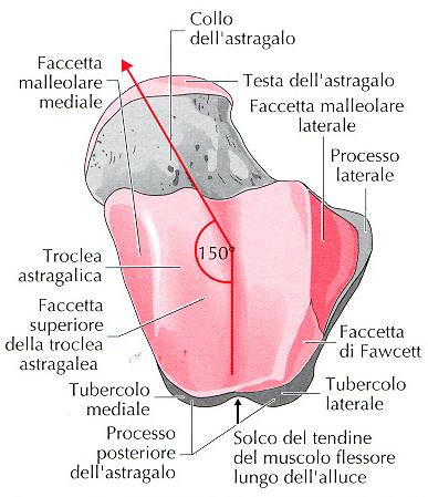 Articolazione tibio-astragalica o superiore della caviglia Partecipano l estremità inferiore della tibia, l