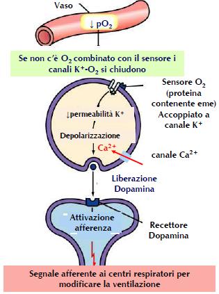 Meccanismo di