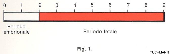 Preembrionale Prime 2 sett Segmentazione e impianto Strutture extraembrionali RASSEGNA DELLO