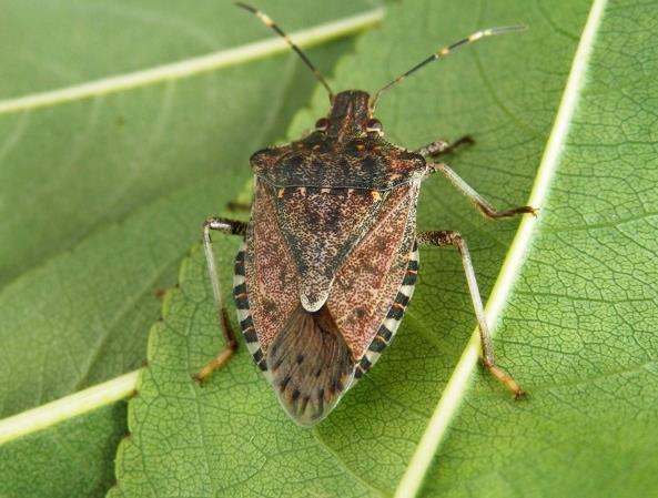 Halyomorpha halys o Dolycoris baccarum? Un altra cimice simile a H.halys è Dolycoris baccarum, i cui adulti sono di colore nocciolaverdastro sfumato di rosso, con l apice dello scutello giallastro. D.baccarum che è specie molto abbondante nei nostri frutteti presenta la stessa particolarità di H.