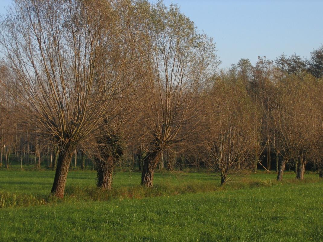 Fotografie tratte da: Gli alberi e gli arbusti del