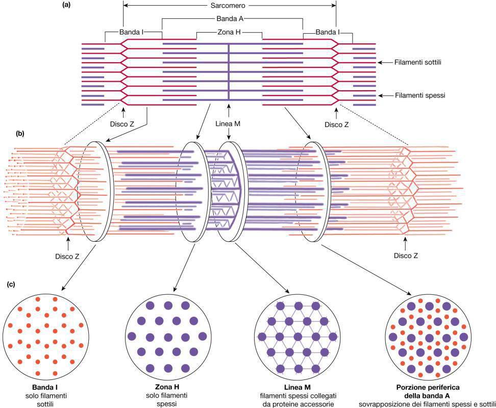Struttura del muscolo Il sarcomero: