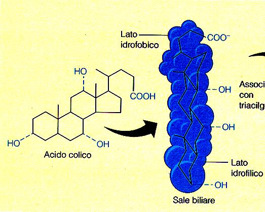I sali biliari sono molecole amfipatiche, cioè hanno una doppia natura idrofilica e idrofobica: sono l interfaccia tra acqua e grasso Sali biliari e formazione di micelle I