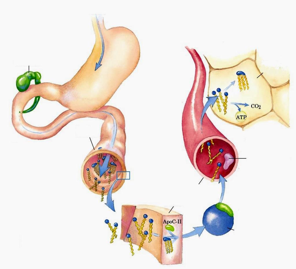 cistifellea trigliceridi nella dieta Digestione e assorbimento dei trigliceridi 6 Gli acidi grassi vengono riesterificati a trigliceridi per essere depositati adipocita intestino 5 Gli acidi