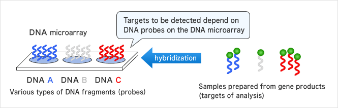 Trascrittomica e utilizzo di microarray Oggi è possibile analizzare l espressione di tutti i geni di una cellula contemporaneamente grazie ai microarray o biochip.