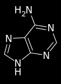 Adenine is a nucleobase (a purine derivative) with a variety of roles in biochemistry including cellular respiration, in the form of both the energy-rich adenosine triphosphate (ATP) and the
