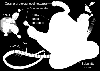 rrna (ribosomiale) Subunità (proteina oligomerica) Fornisce un meccanismo per la decodifica dell mrna in amminoacidi ed interagire con trna durante la