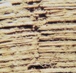 Esempi Particolare di un papiro egizio del sec. II d.