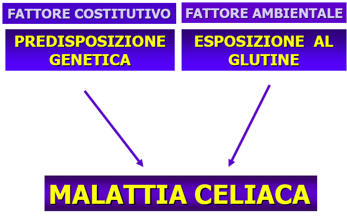 Malattia Celiaca La genetica ha un ruolo importante nella patogenesi, infatti, la prevalenza nei parenti di I di un celiaco varia dal 10 al 15% e sale al 30% quando si considerano fratelli e