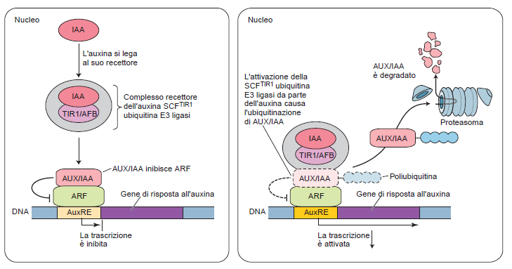 Il recettore dell auxina è stato identificato TIR1 è parte del complesso SCF