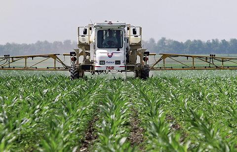 MATRICE FARINA DI MAIS Varietà di