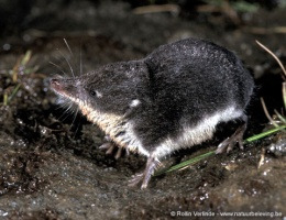 La FAUNA alcune definizioni Cos è Insieme delle specie animali che allo stato selvatico, ovvero indipendentemente dal sostegno dell uomo, vivono in una determinata area geografica (fauna paleartica,