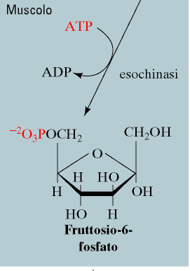 Altri monosaccaridi possono essere assorbiti e utilizzati come fonte di energia nei mammiferi.