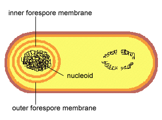 Endospore Cycle, Step 6 -La prespora è inglobata da una doppia membrana citoplasmatica - Sintesi delle piccole proteine acido solubili (SASP) nella prespora.