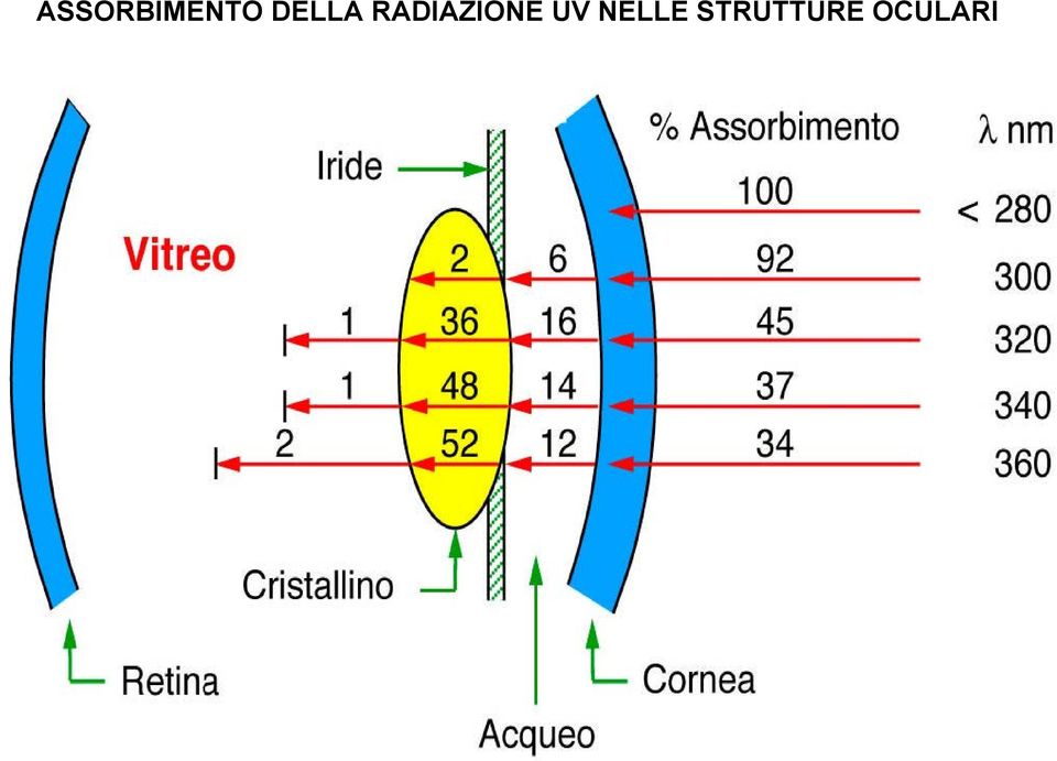 RADIAZIONE UV