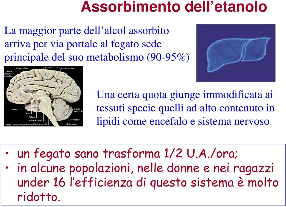 ad alto contenuto in lipidi come encefalo e sistema nervoso un fegato sano trasforma 1/2 U.A.