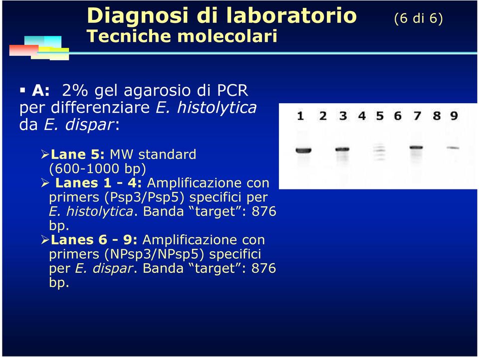 dispar: Lane 5: MW standard (600-1000 bp) Lanes 1-4: Amplificazione con primers