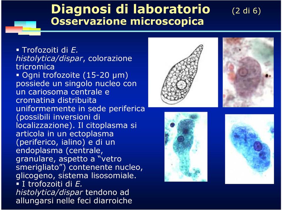 distribuita uniformemente in sede periferica (possibili inversioni di localizzazione).