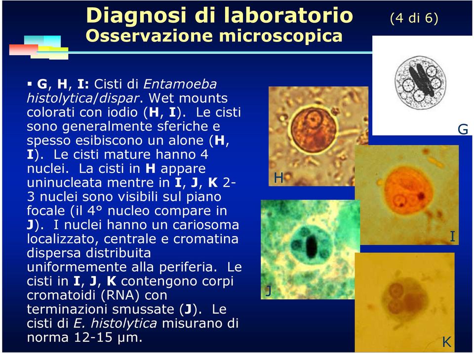 La cisti in H appare uninucleata mentre in I, J, K 2-3 nuclei sono visibili sul piano focale (il 4 nucleo compare in J).