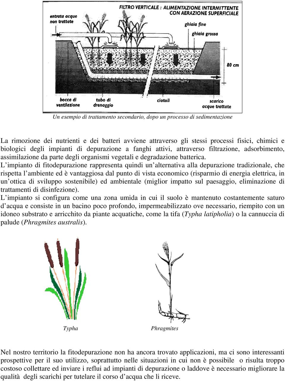 L impianto di fitodepurazione rappresenta quindi un alternativa alla depurazione tradizionale, che rispetta l ambiente ed è vantaggiosa dal punto di vista economico (risparmio di energia elettrica,