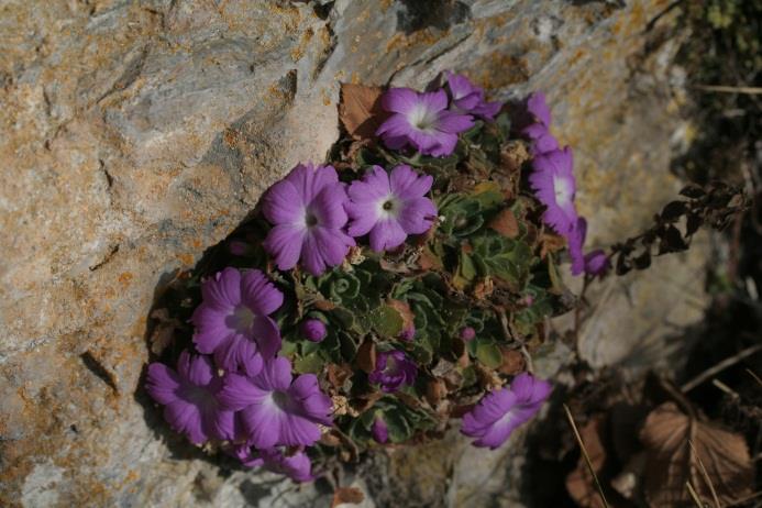 Primula sect. Auricula P.