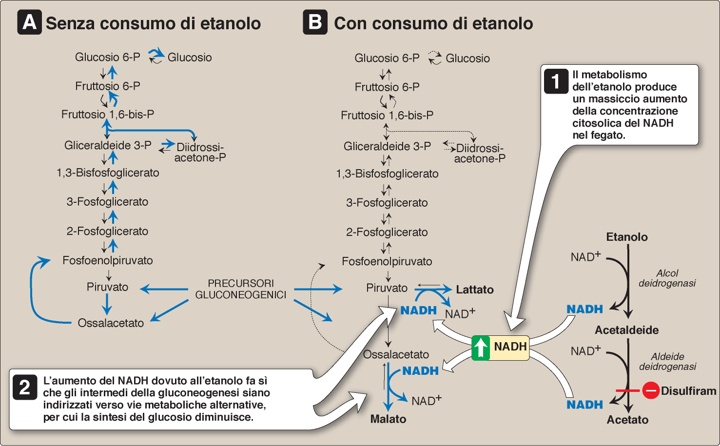 P. Champe, R.