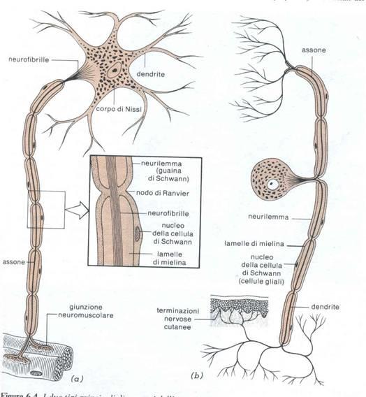 Il neurone: anatomia Si può schematizzare il neurone in 4 parti principali: 1. Il corpo cellulare (soma) 2.