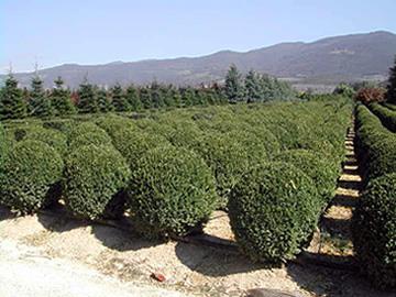 Acquisto di materiale vegetale in conformità