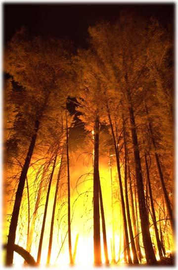 La vegetazione Aspetti che possono influenzare la ricettività e diffusione del fuoco La